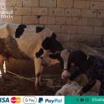 توزيع الأبقار والأغنام للعوائل الفقيرة