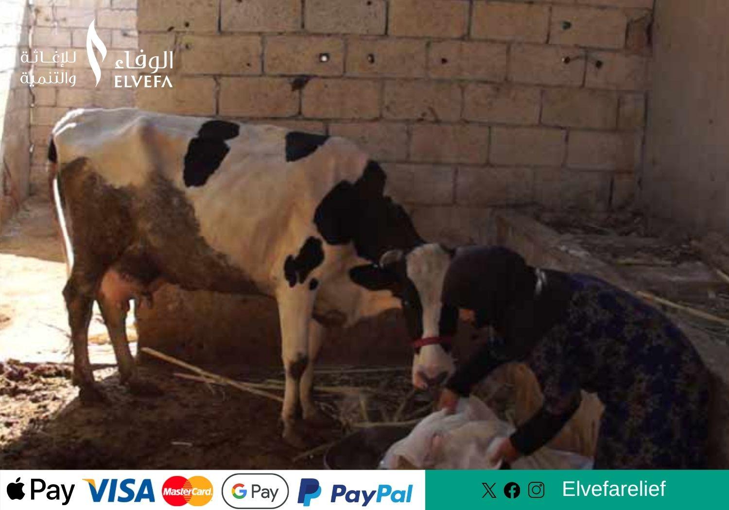 توزيع الأبقار والأغنام للعوائل الفقيرة